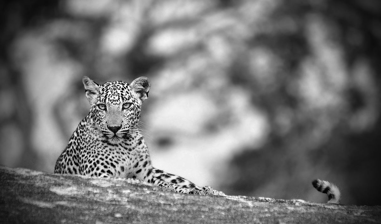 Leopard Poster och Canvastavla