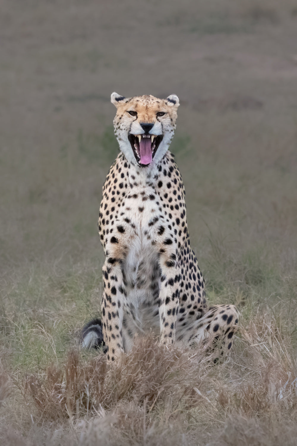 The laughing cheetah Poster och Canvastavla