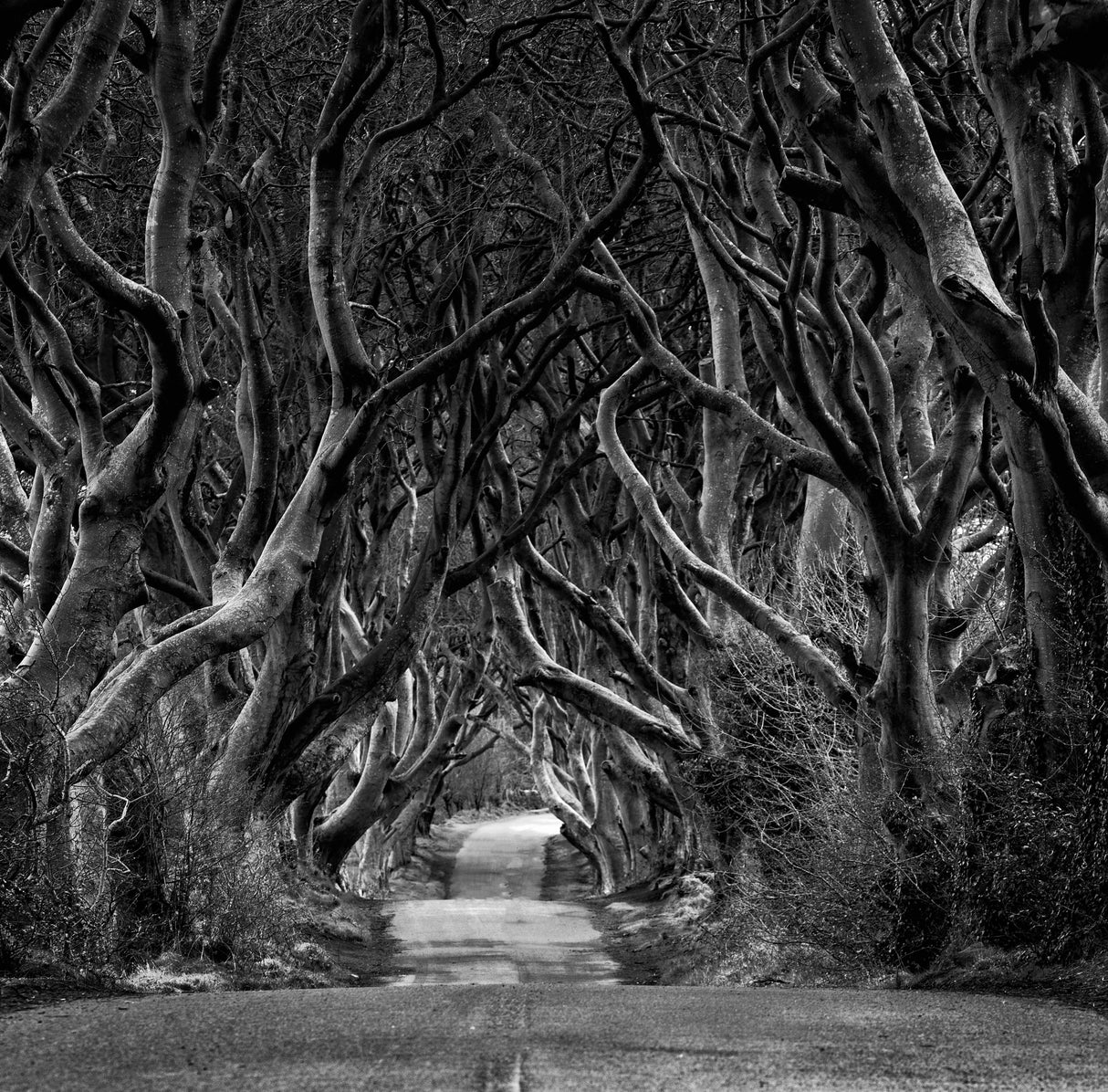 Black and white photo of Road through the Dark Hedges Poster och Canvastavla