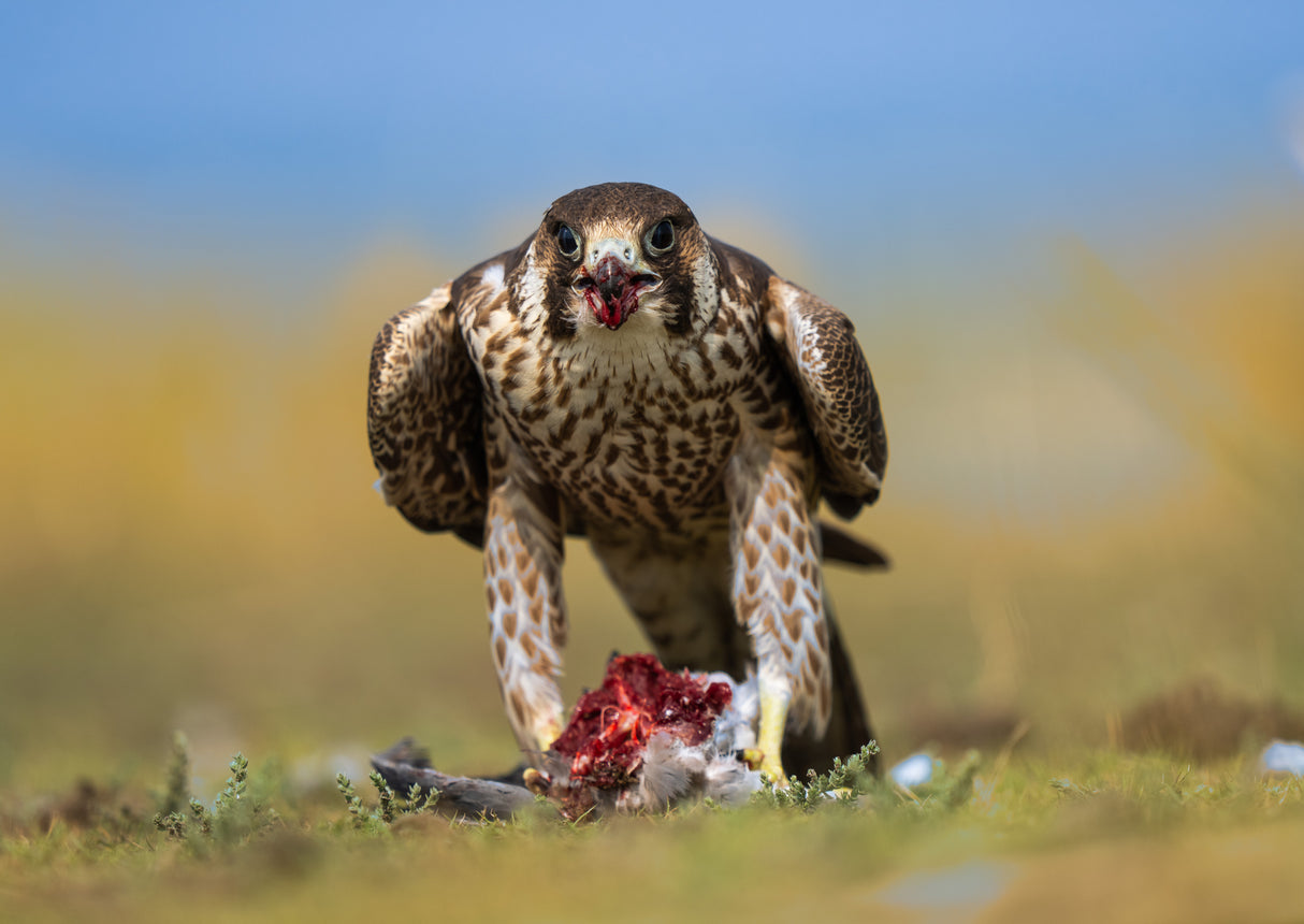 falcon posing head on with a kill Poster och Canvastavla