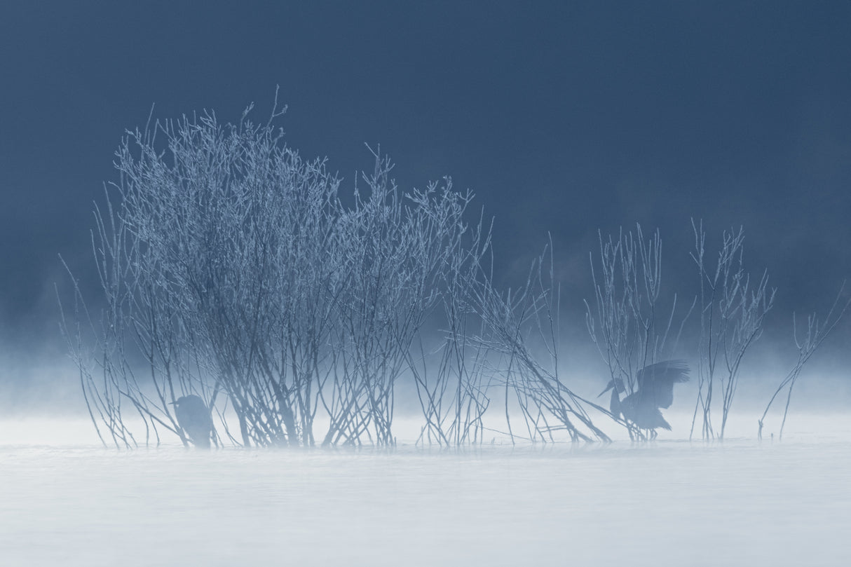 Frozen Egrets Poster och Canvastavla