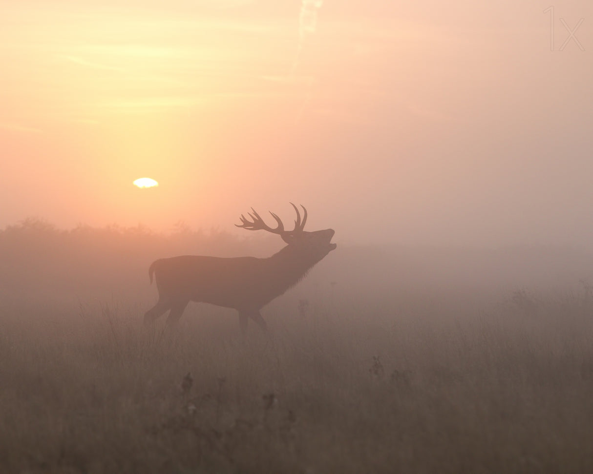 Misty Morning Stag Poster och Canvastavla