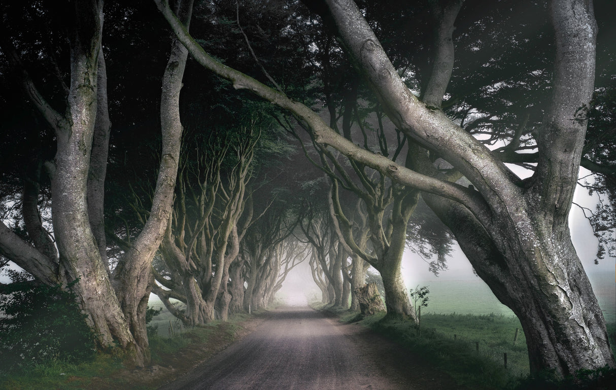 The King's Road Poster och Canvastavla
