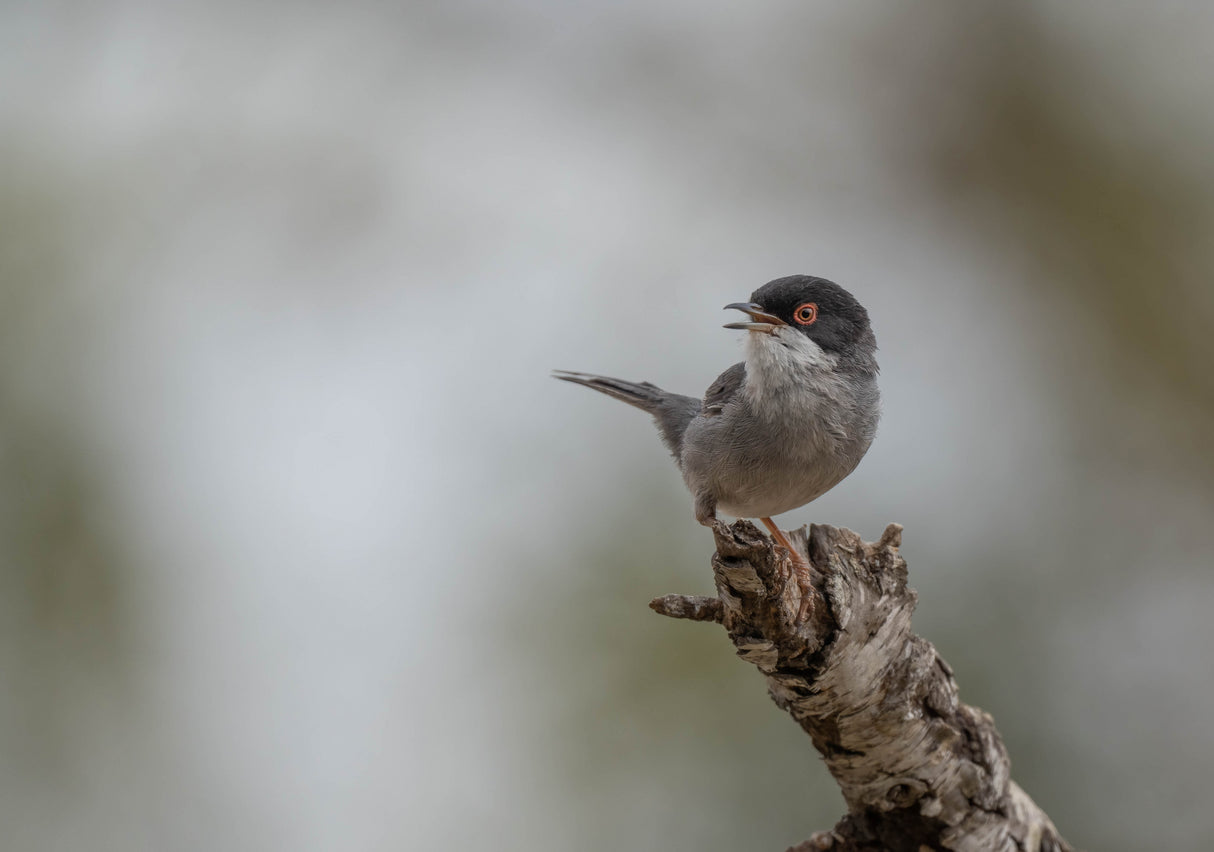 Sardinian Warbler (Sylvia melanocephala) Poster och Canvastavla