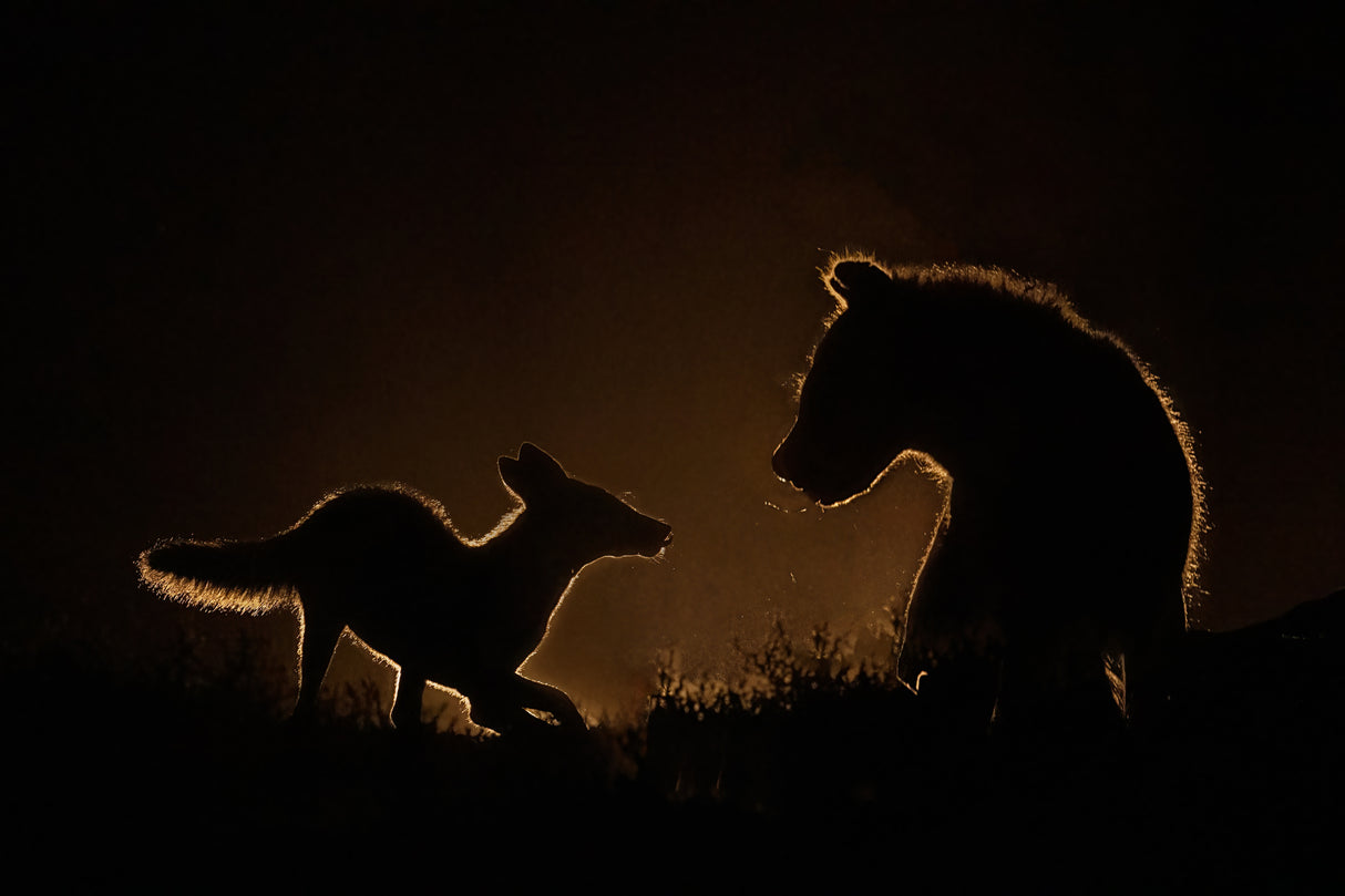 Encounter at night Poster och Canvastavla