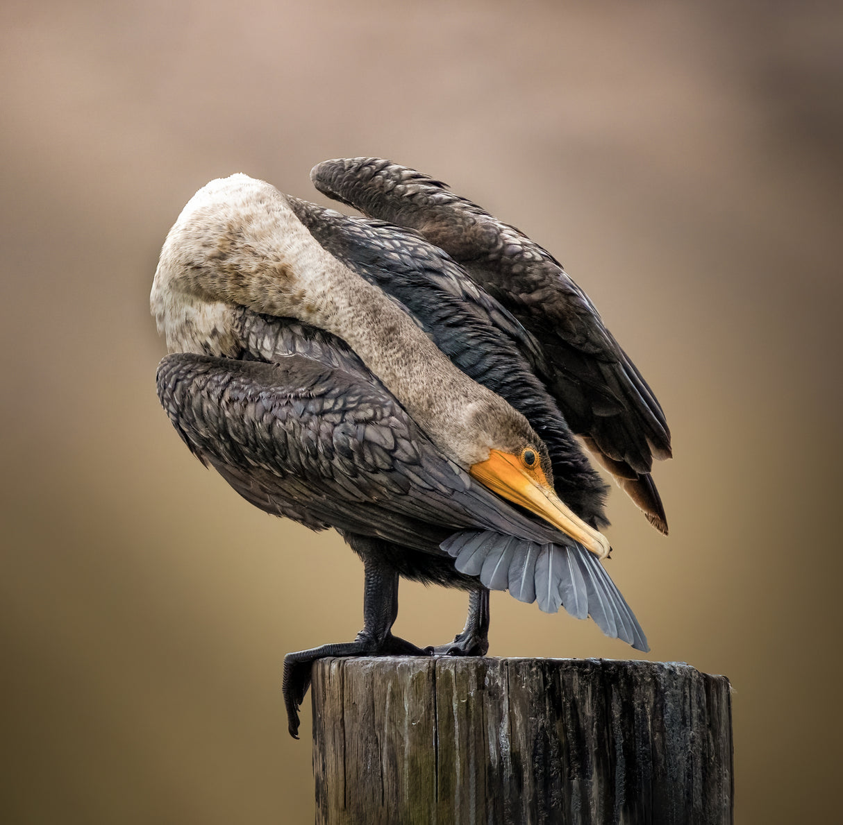 Preening Poster och Canvastavla