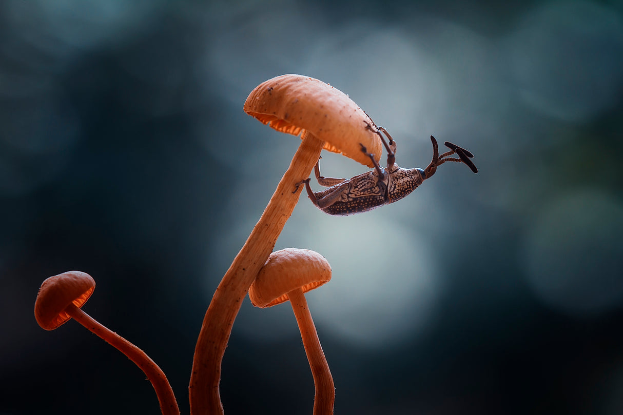 Mushrooms and Insects Poster och Canvastavla