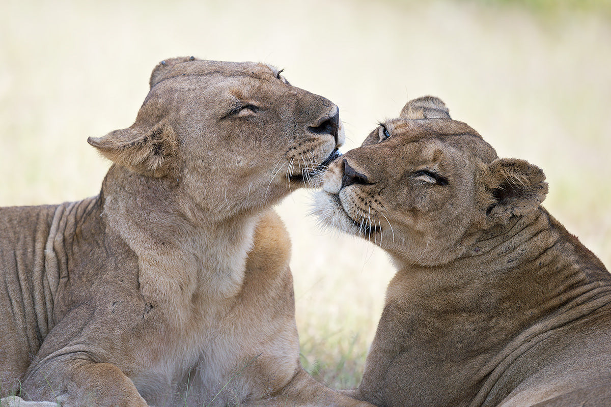 Wild tenderness Poster och Canvastavla