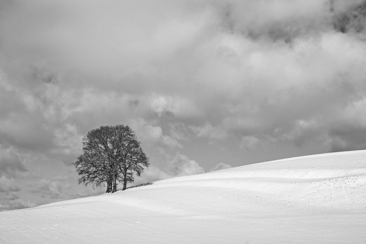 A cloudy winter day Poster och Canvastavla