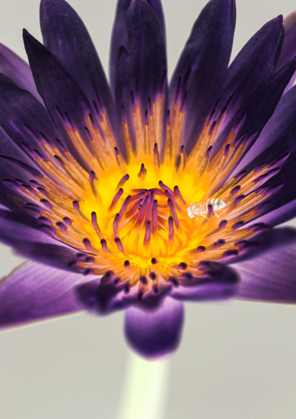 Water Lilly Poster och Canvastavla