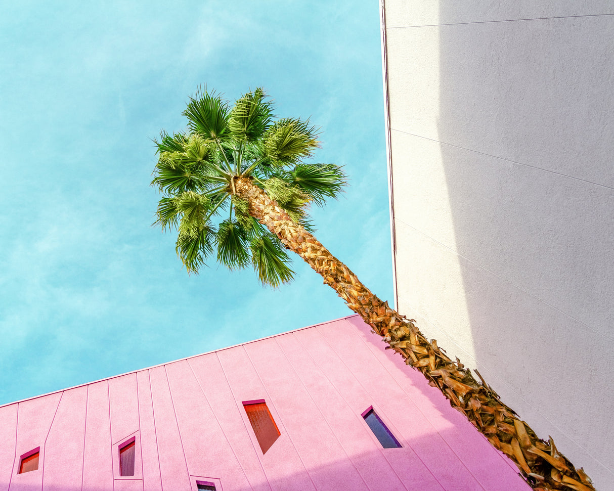 Palm Tree Lookup Poster och Canvastavla