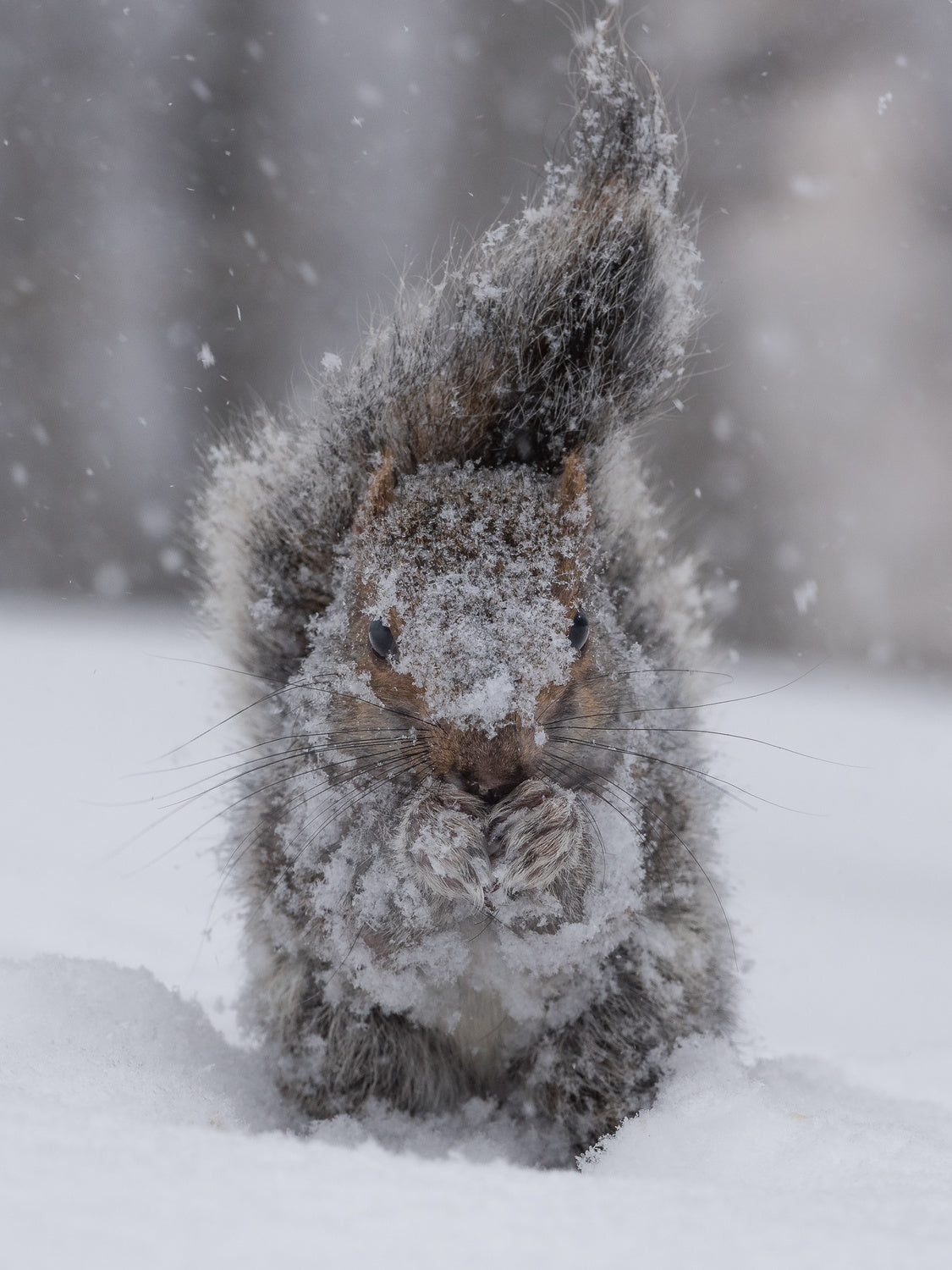 Squirrel garden gnome Poster och Canvastavla