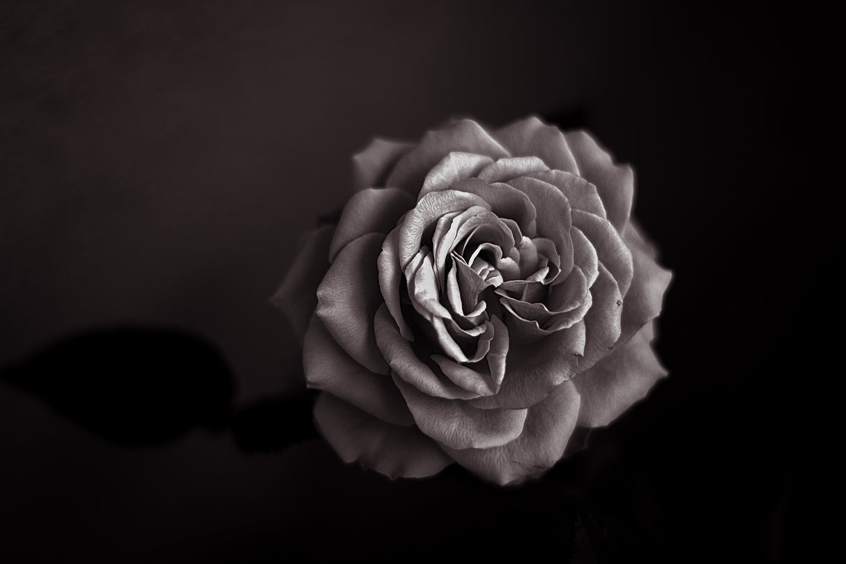 Rose Poster och Canvastavla