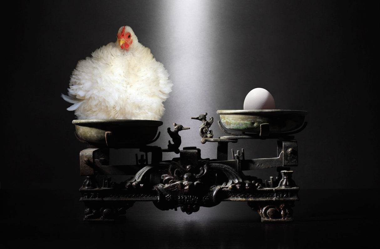 The chicken or the egg? Poster och Canvastavla
