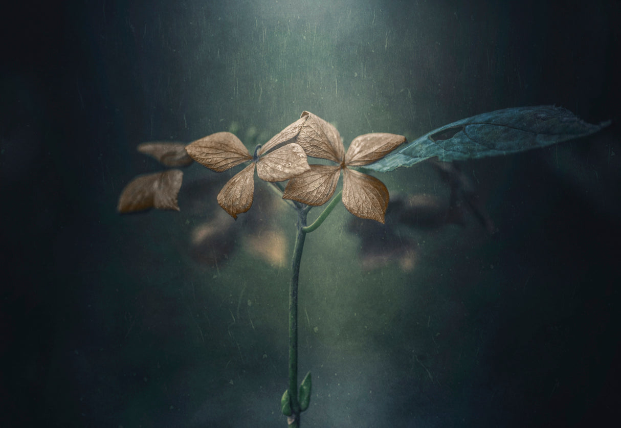 Withe hydrangea Poster och Canvastavla
