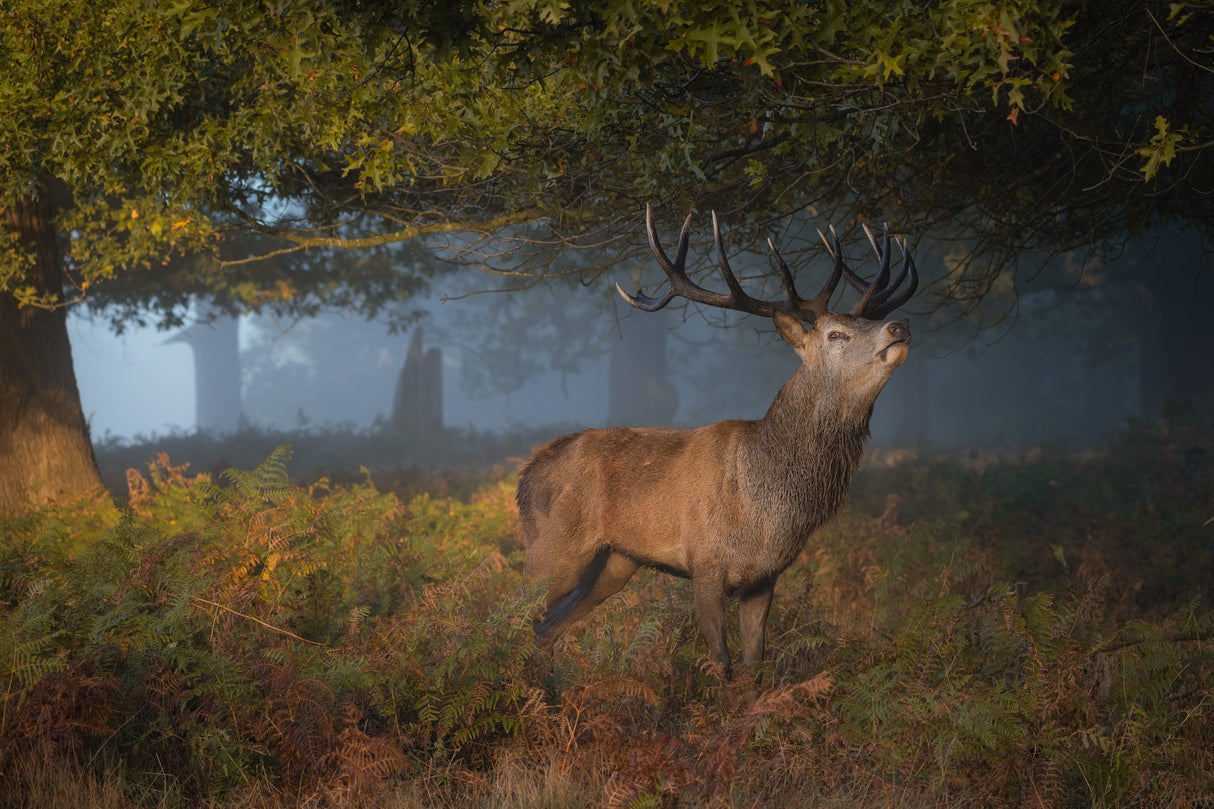 Autumn calling Poster och Canvastavla