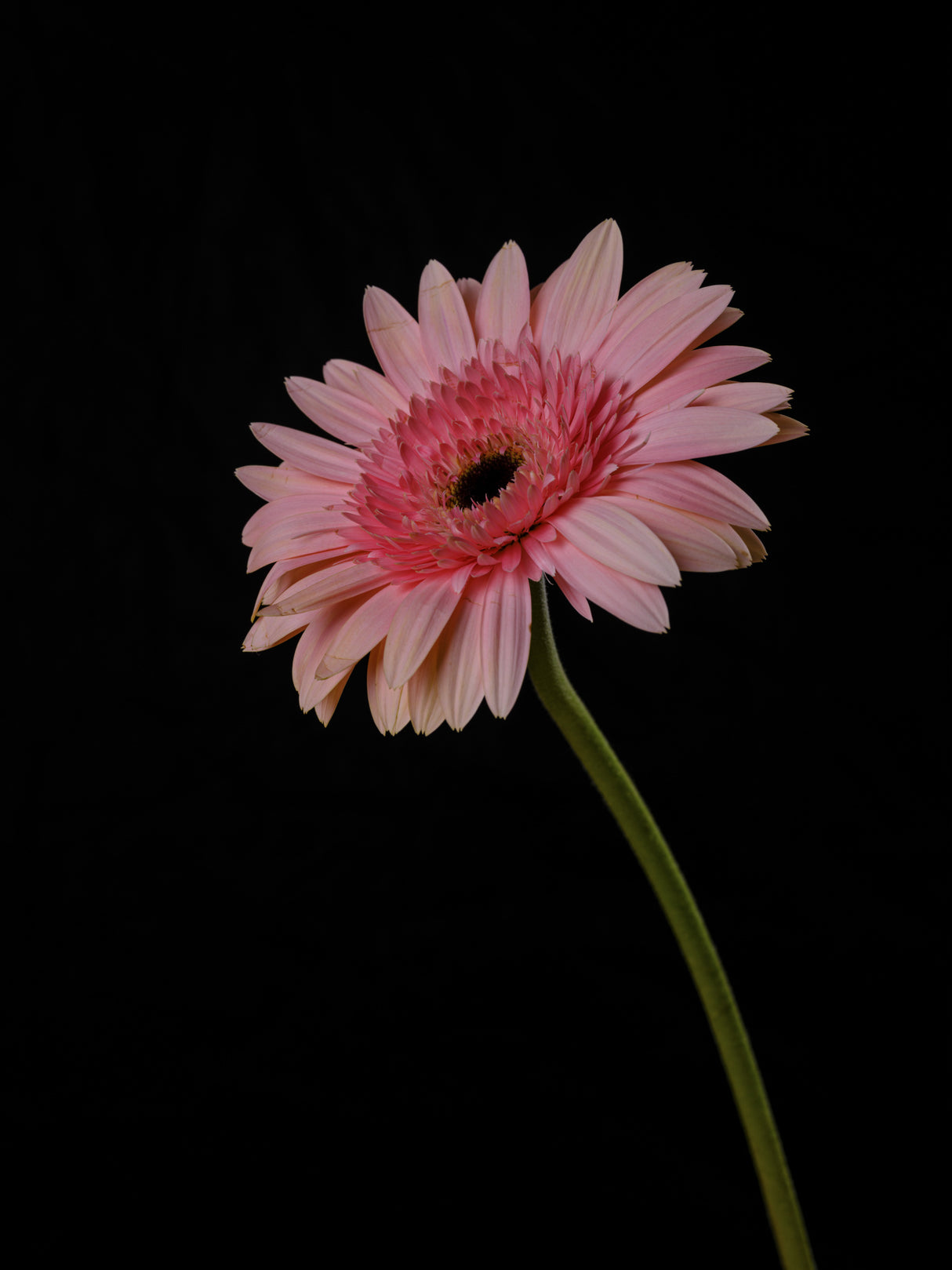 Beautiful flower Poster och Canvastavla