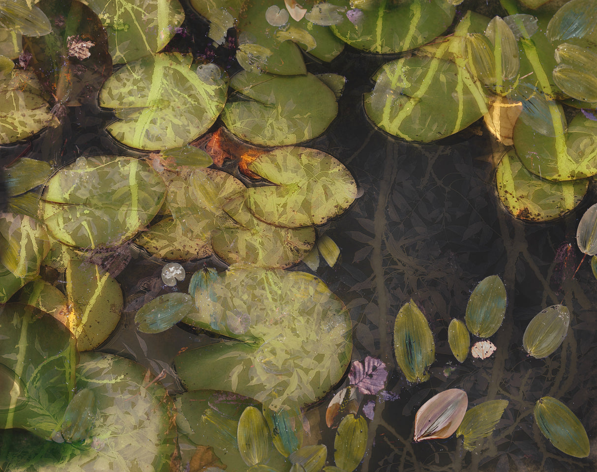 Pond plants Poster och Canvastavla