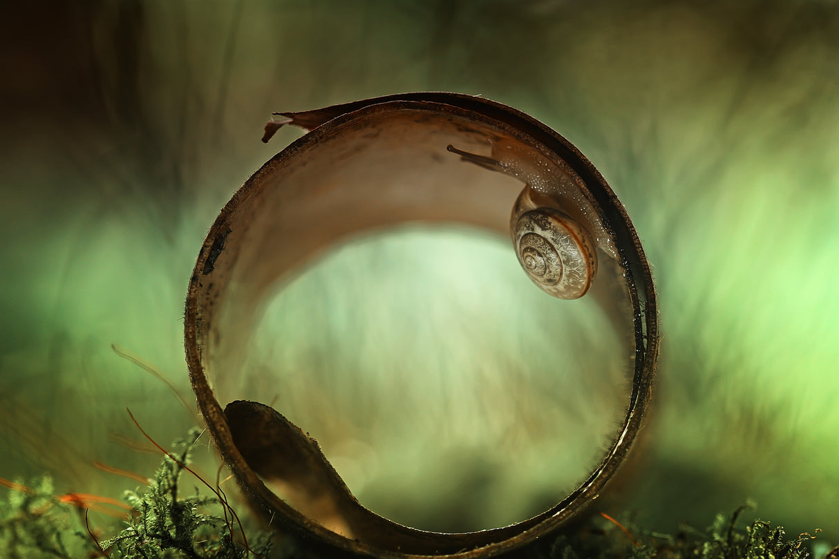 In the circle Poster och Canvastavla