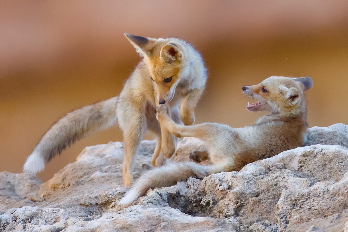 Fox family Poster och Canvastavla