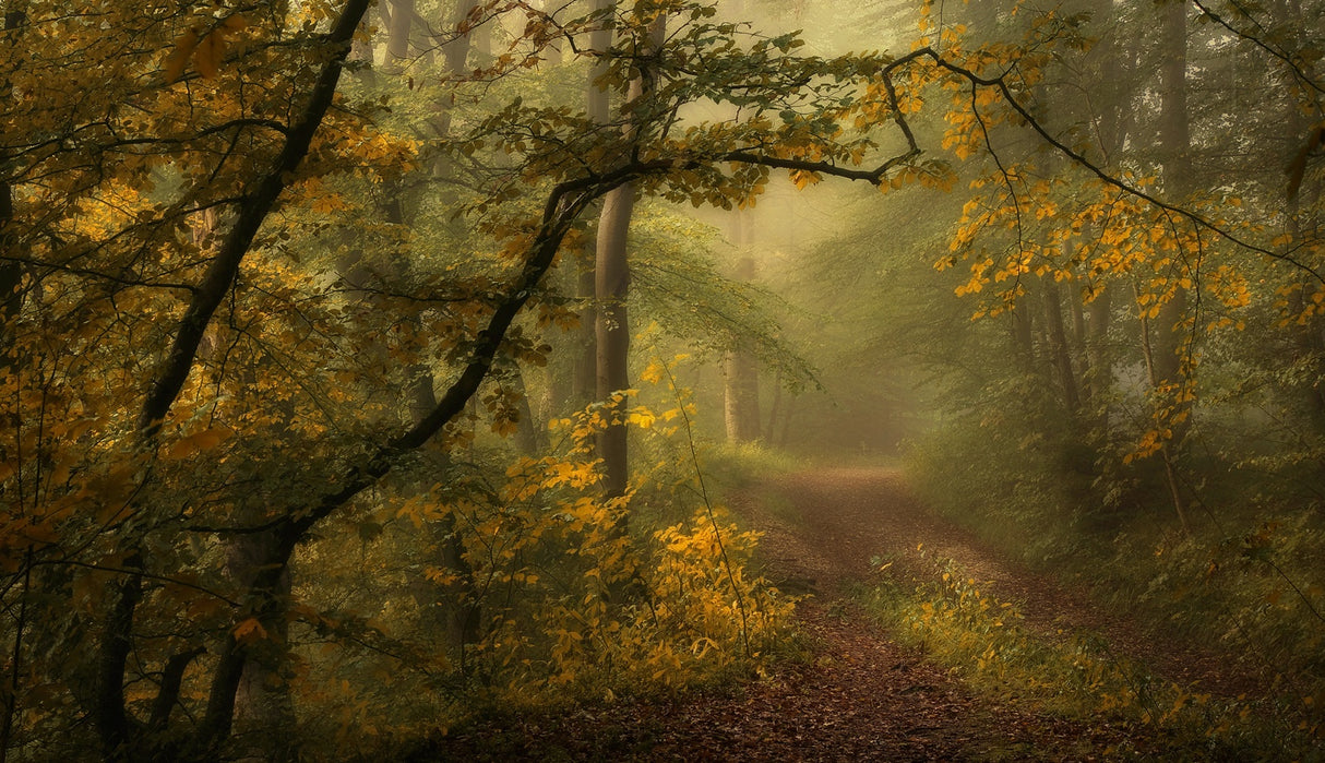 a sorrow beyond dreams / color Poster och Canvastavla