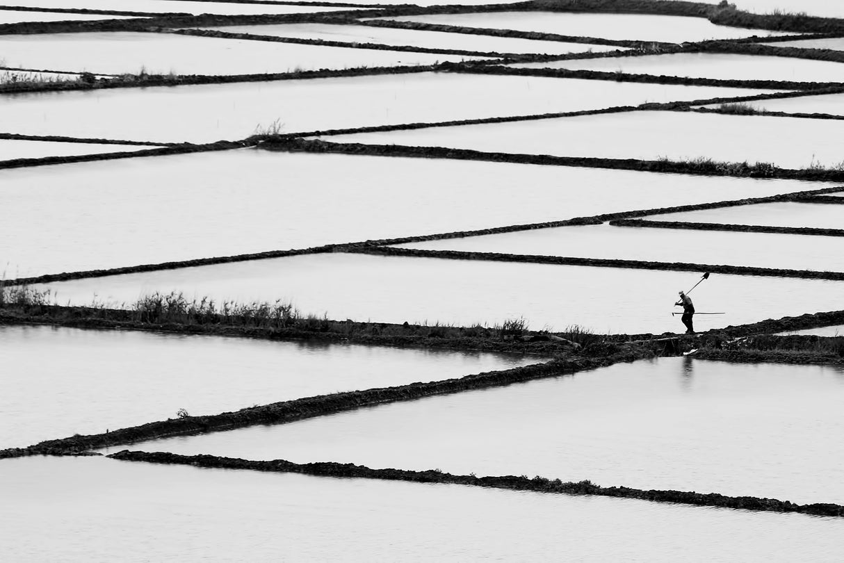 rice paddy Poster och Canvastavla