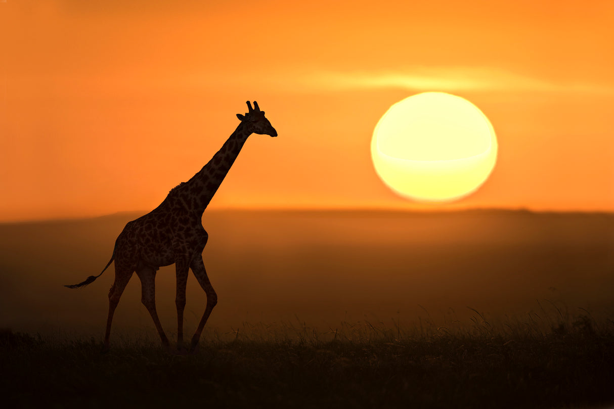 Giraffe at sunrise Poster och Canvastavla