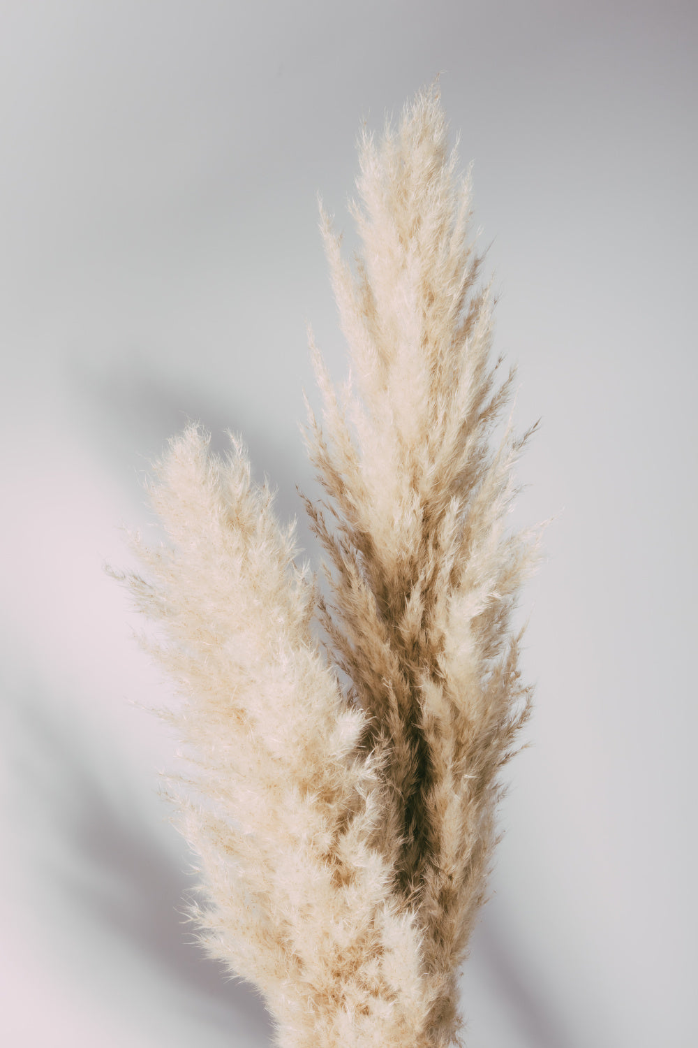 Pampas Grass Grey Poster och Canvastavla