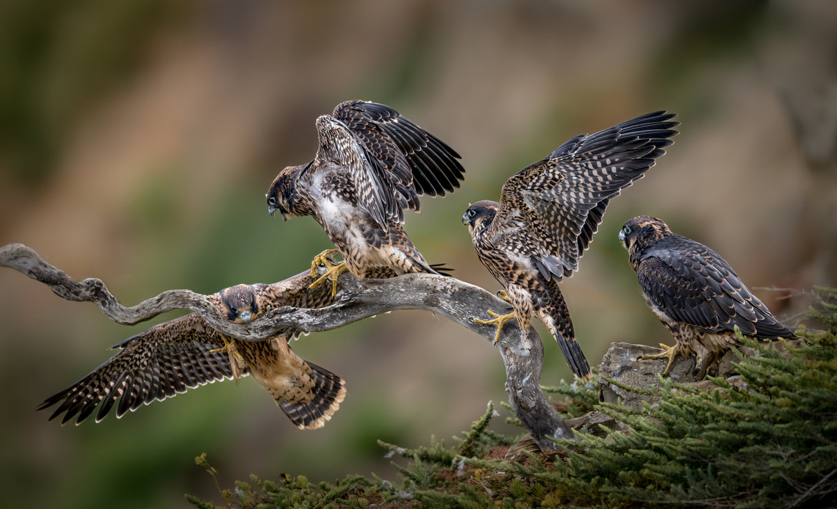 Come on! You can make it! - 4 Juveniles of Peregrine Falcon Poster och Canvastavla