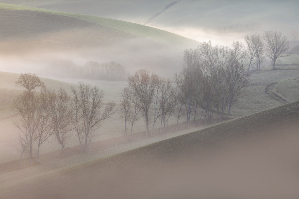 sunrise over the trees Poster och Canvastavla