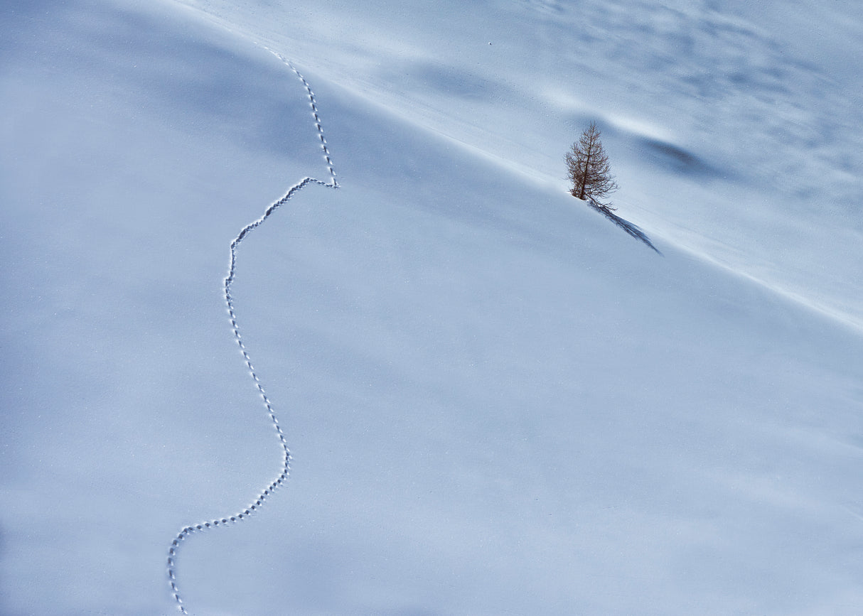 The path Poster och Canvastavla