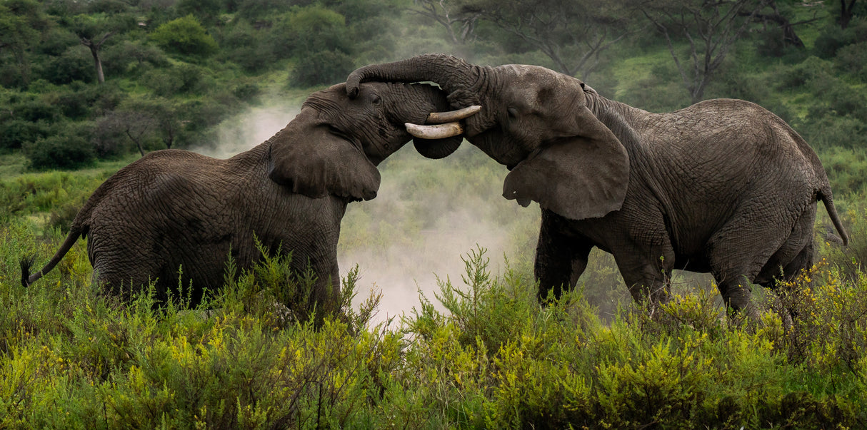 Pachydermal Pleasures Poster och Canvastavla