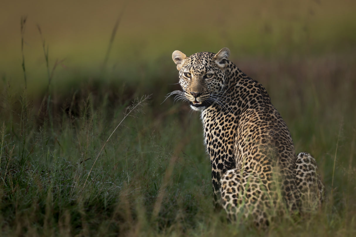 African Leopard ... Poster och Canvastavla