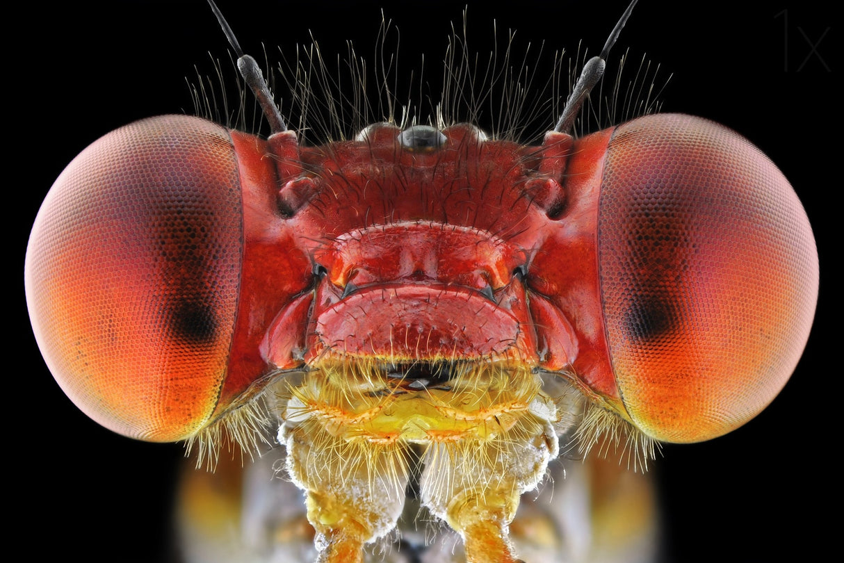 Amphiagrion saucium Poster och Canvastavla