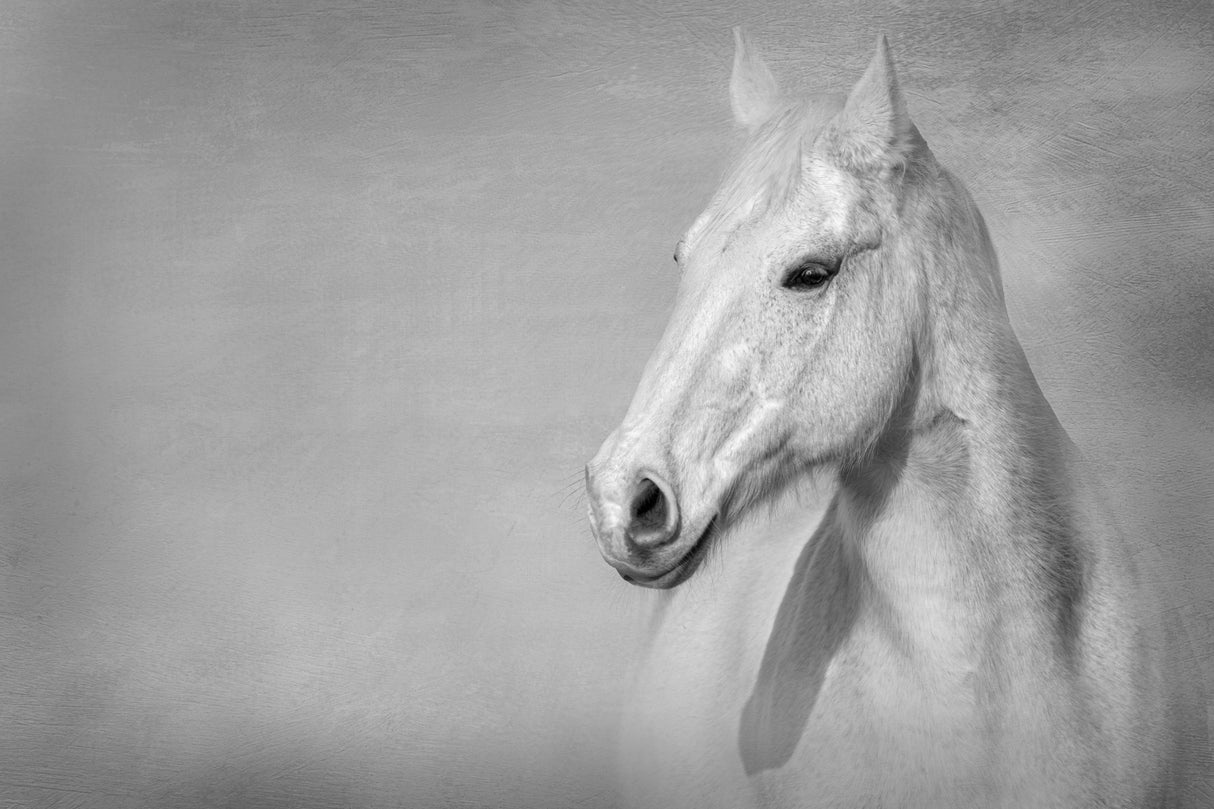 The Grey Horse Poster och Canvastavla