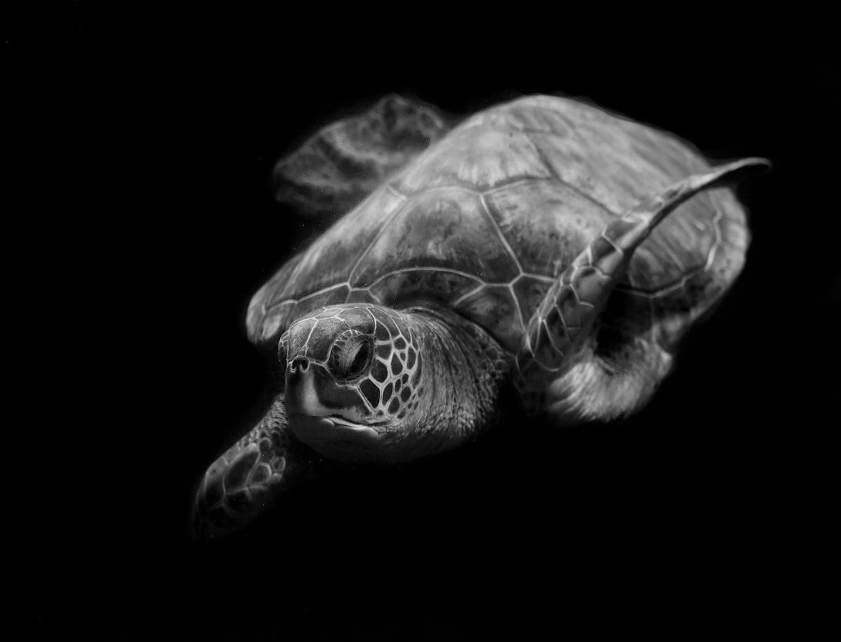 Portrait of a sea turtle in black and white Poster och Canvastavla