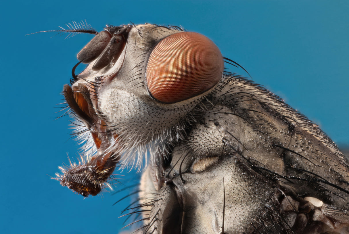 fly Poster och Canvastavla