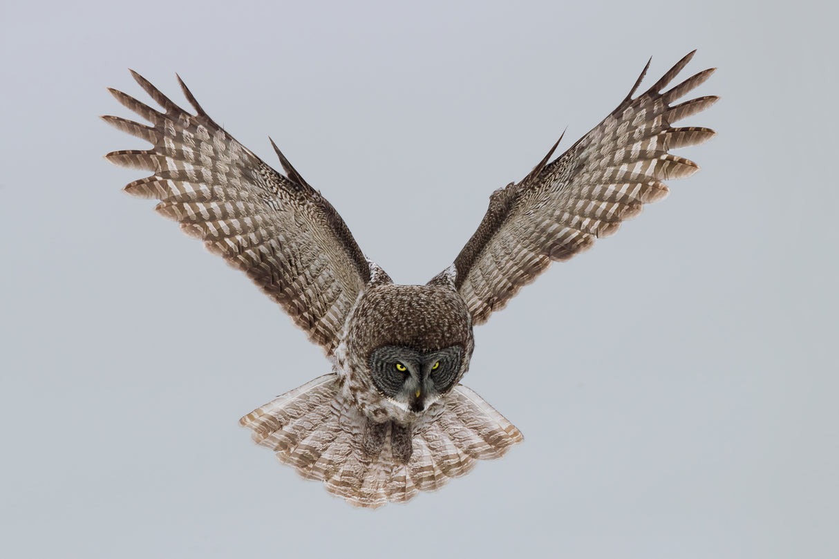 Great grey owl Poster och Canvastavla