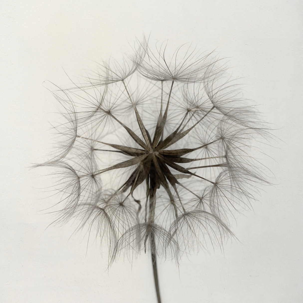 Tragopogon Poster och Canvastavla