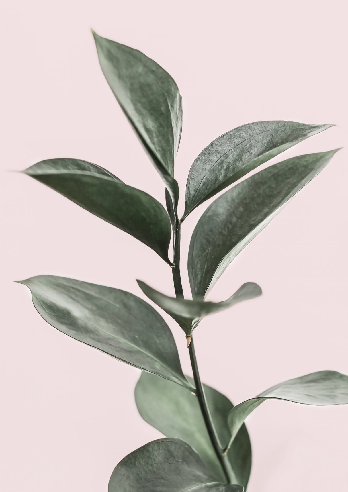 Foliage on Pink Poster och Canvastavla