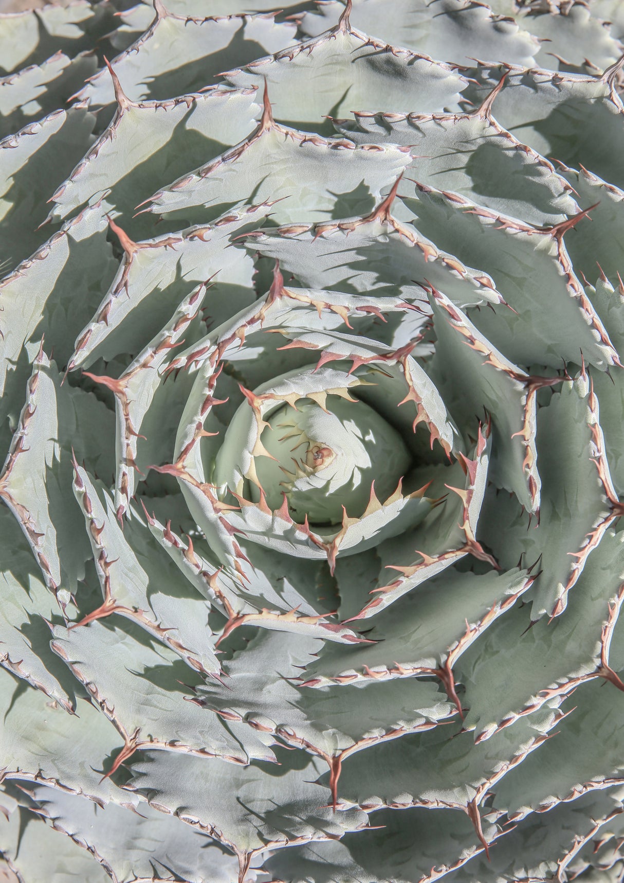 Agave Poster och Canvastavla