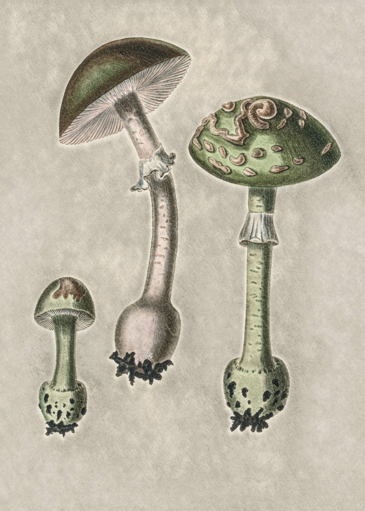 Amanita Muscaria Remix Green Poster och Canvastavla