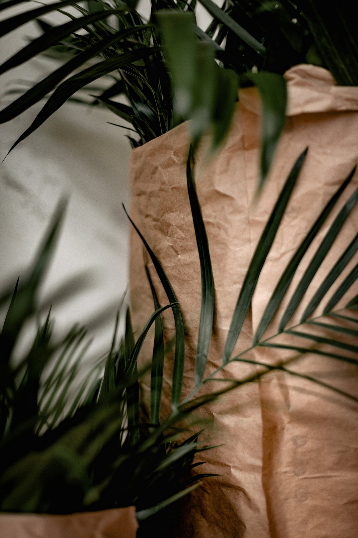 Palms & Craft Paper Poster och Canvastavla