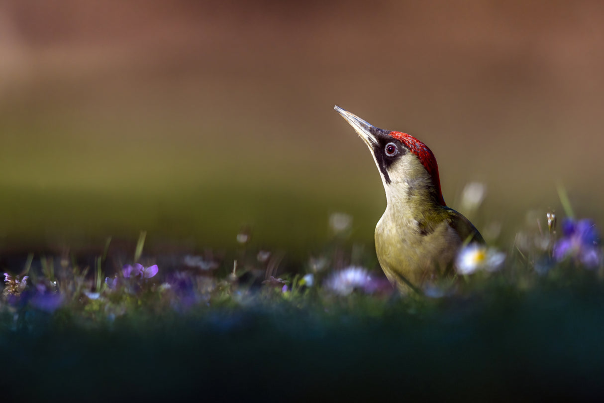 The lady woodpecker in the sun Poster och Canvastavla