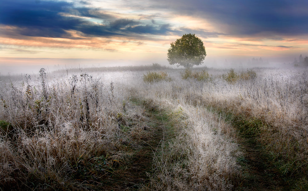 Frosty Morning Poster och Canvastavla