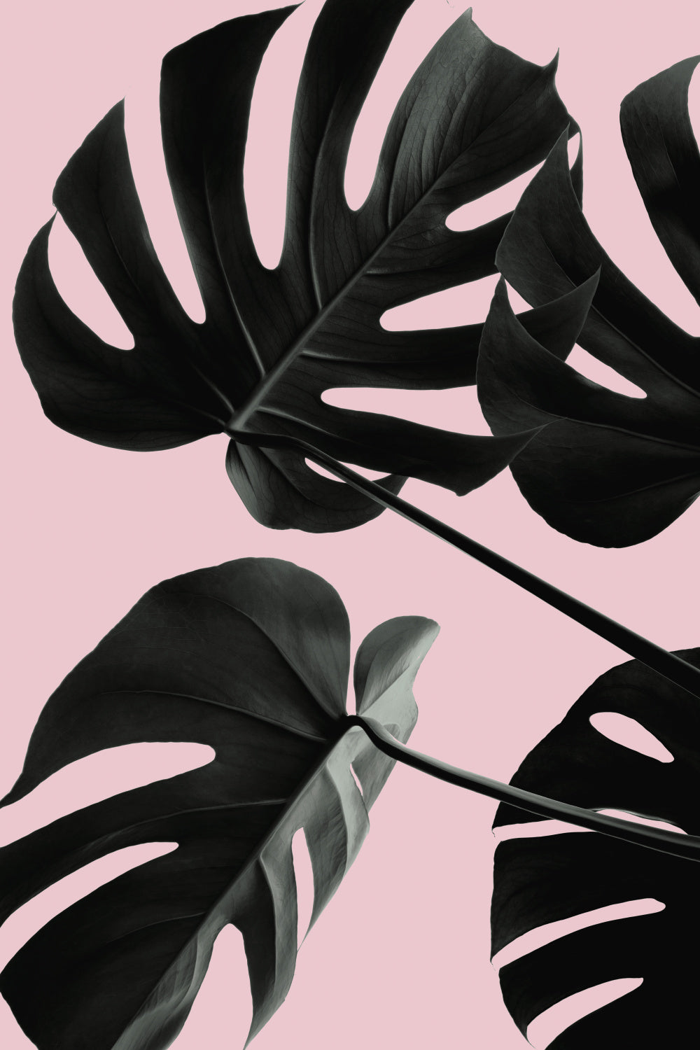 Monstera Pink No 01 Poster och Canvastavla