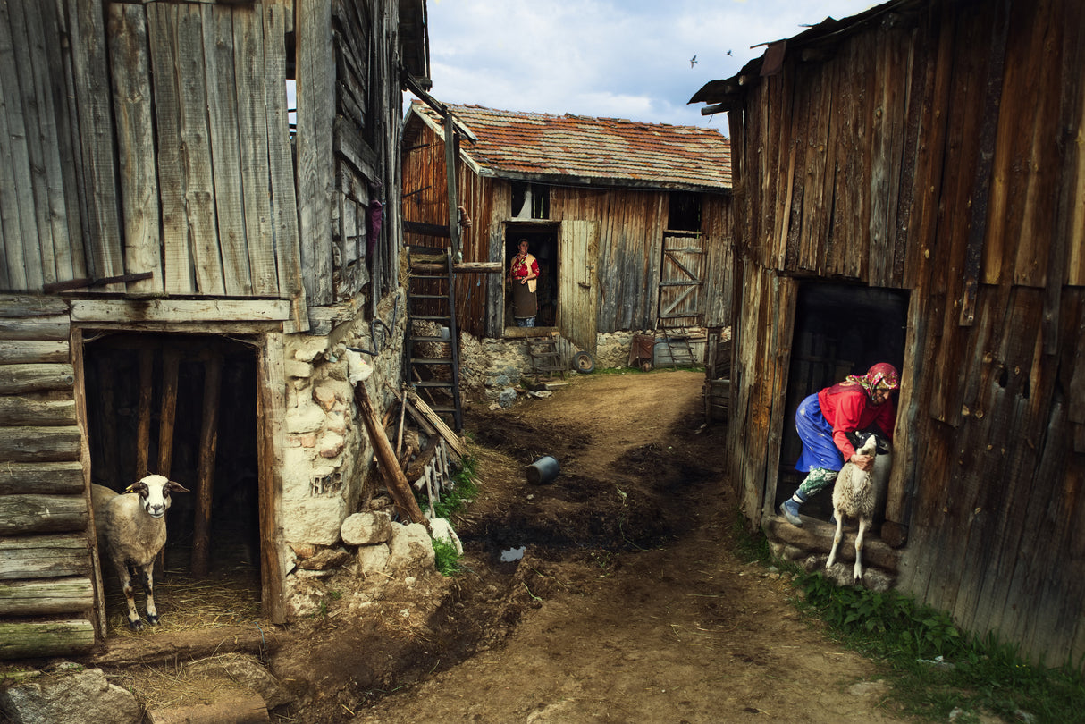 rural struggle Poster och Canvastavla