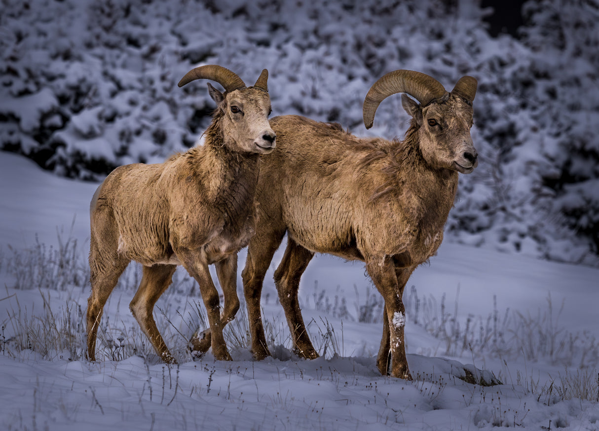 Bighorn - Rocky Mtn NP Poster och Canvastavla