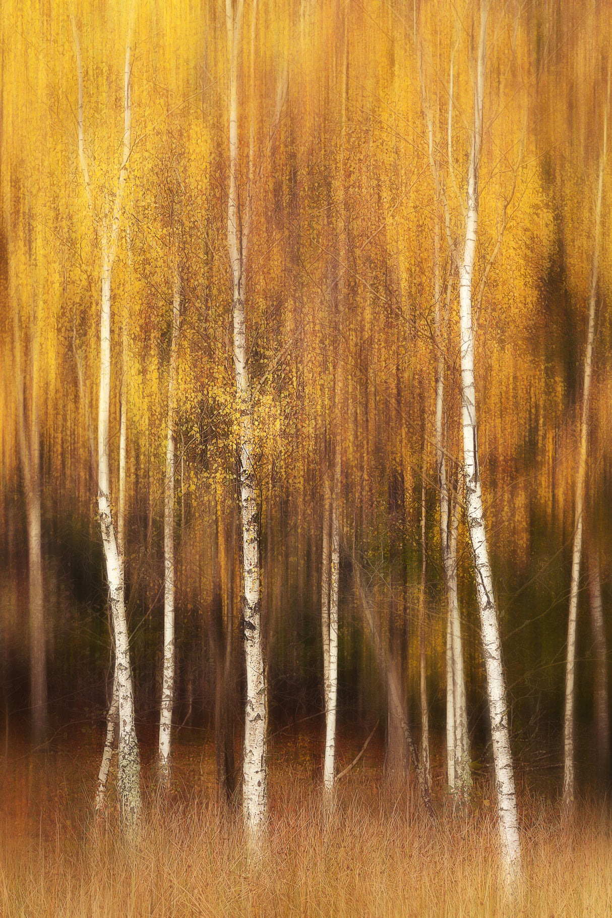 Autumn Poster och Canvastavla