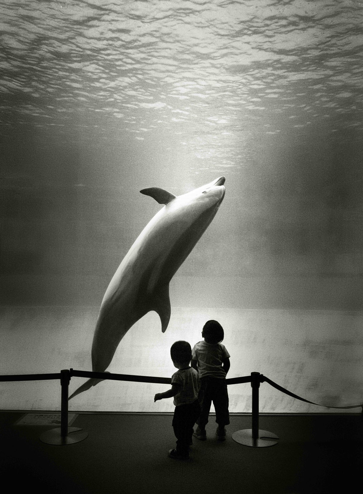Do aquarium dolphins dream of the ocean? Poster och Canvastavla